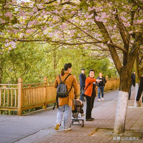 最新遵义樱花谷消息，春日里的浪漫之旅